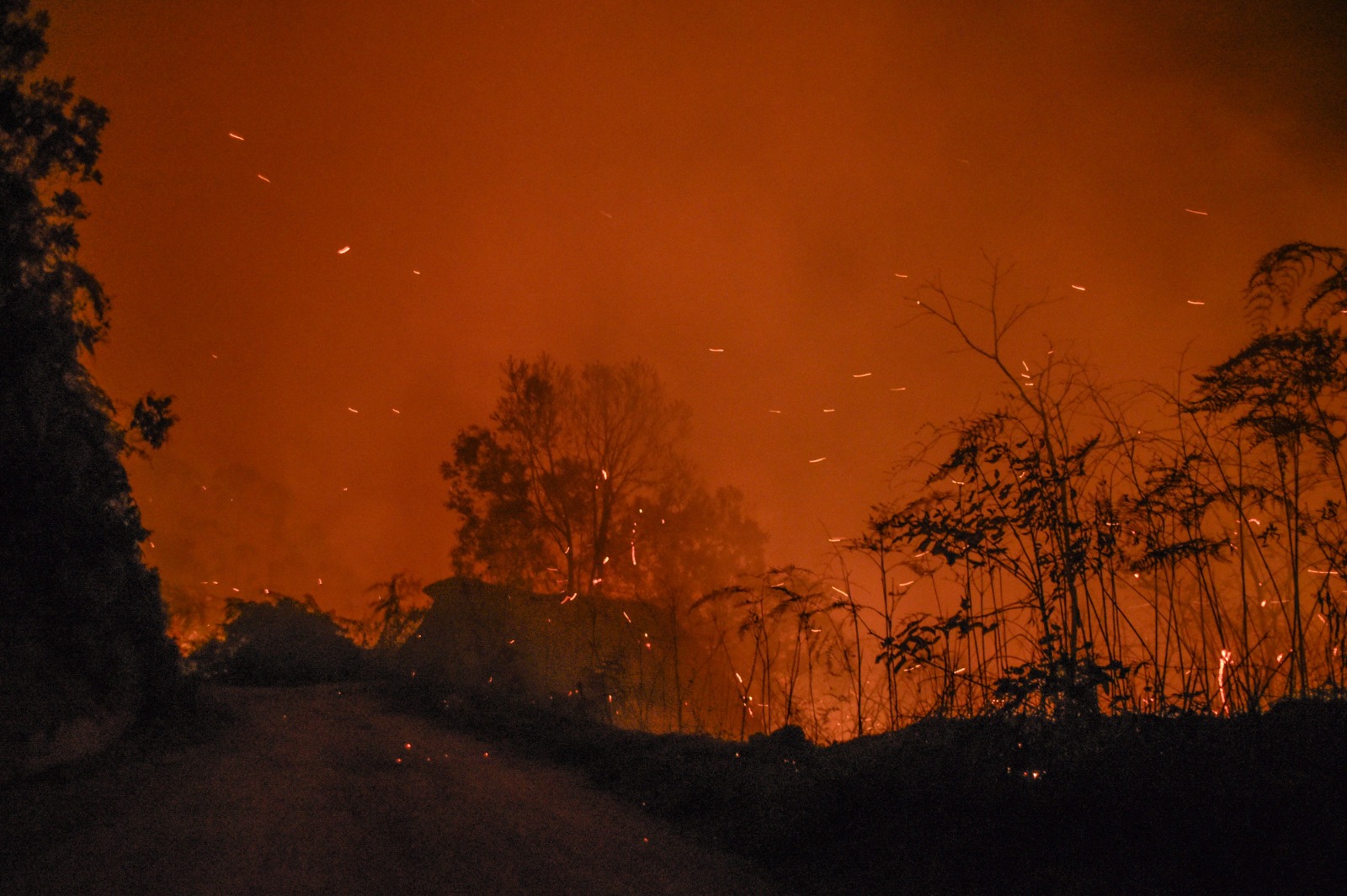 Incêndio no Parque Estadual do Itapetinga (Foto: Karina Iliescu/SIMBIOSE)